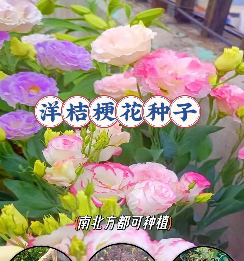 桔梗花的花语具体是什么？桔梗花在不同文化中的寓意是什么？