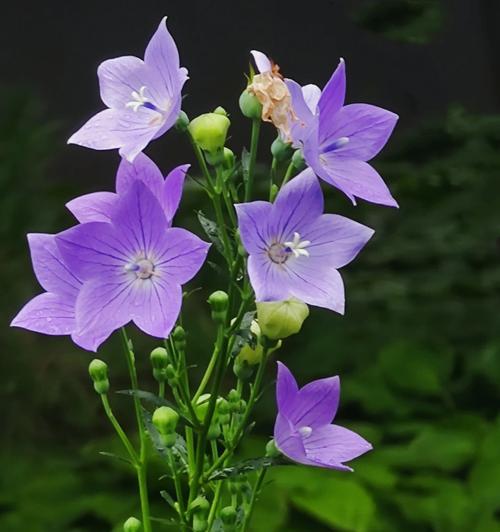 桔梗花的花语具体是什么？桔梗花在不同文化中的寓意是什么？