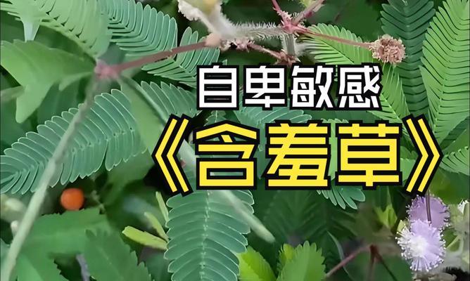 含羞草的花语是什么？它的特别之处在哪里？