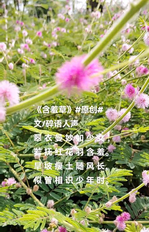 含羞草的花语是什么？它的特别之处在哪里？