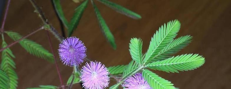 含羞草的花语是什么？它的特别之处在哪里？