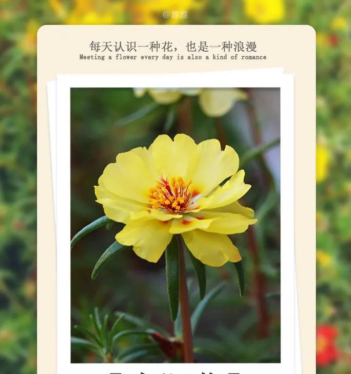 向日葵的经典花语及其表达爱意的方式是什么？