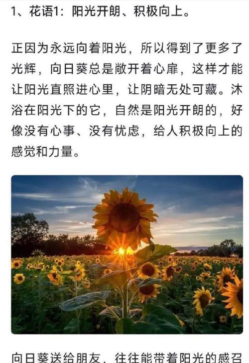向日葵的经典花语及其表达爱意的方式是什么？