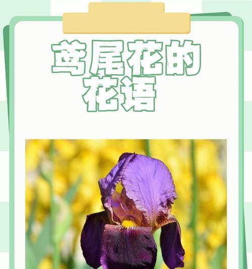 熏衣草的花语代表了哪些情感？熏衣草象征着什么？