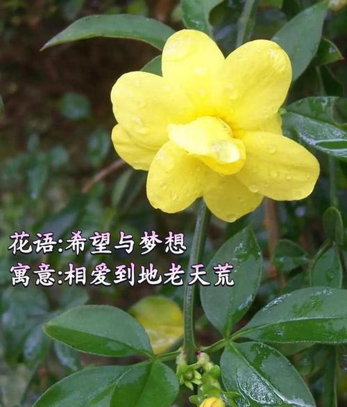 送给金牛座的花有何含义？金牛座的花语代表了什么？