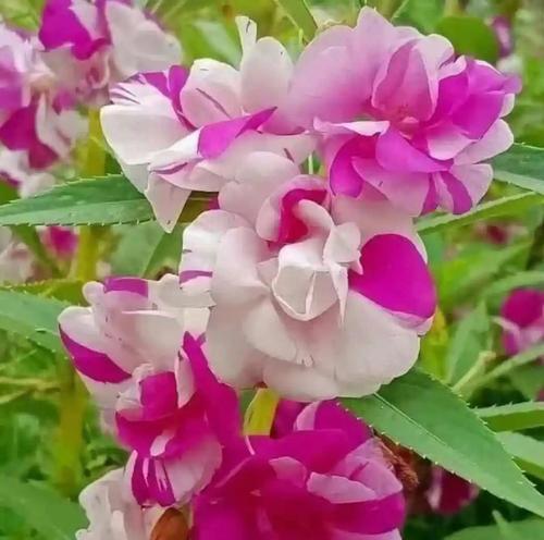 哪些花代表着讨厌？花卉文化中代表讨厌的花有哪些？