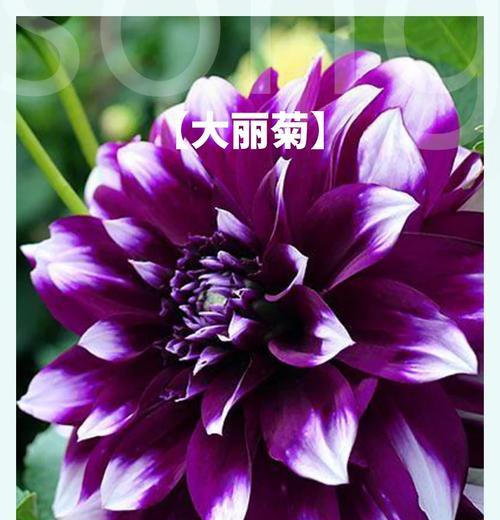 哪些花代表着讨厌？花卉文化中代表讨厌的花有哪些？
