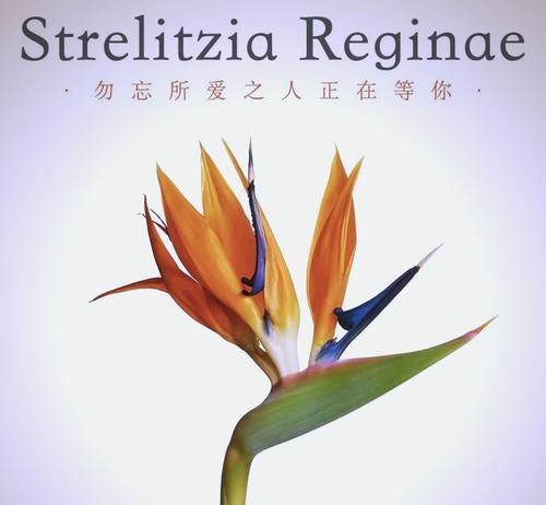 鹤望兰花语有哪些？象征意义是什么？