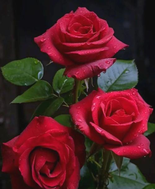玫瑰花代表了哪些精神？玫瑰花的寓意精神是什么？