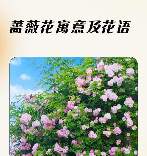 花语什么意思？花的花语背后隐藏着什么故事？