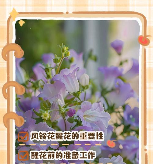 风铃花代表什么？风铃花的寓意是什么？