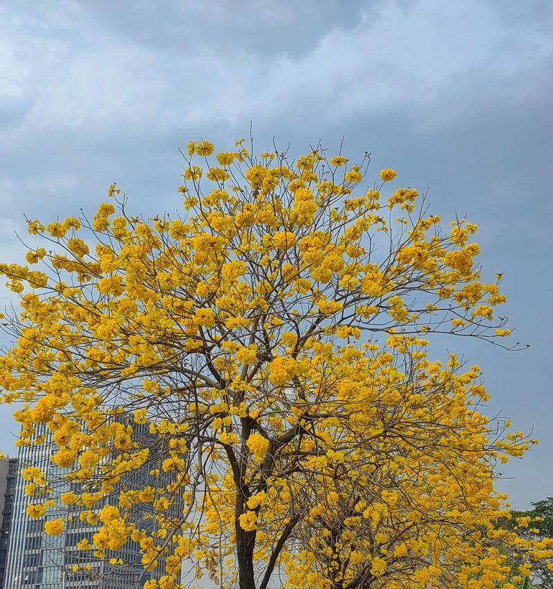 风铃花代表什么？风铃花的寓意是什么？