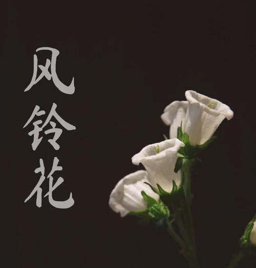风铃花代表什么？风铃花的寓意是什么？