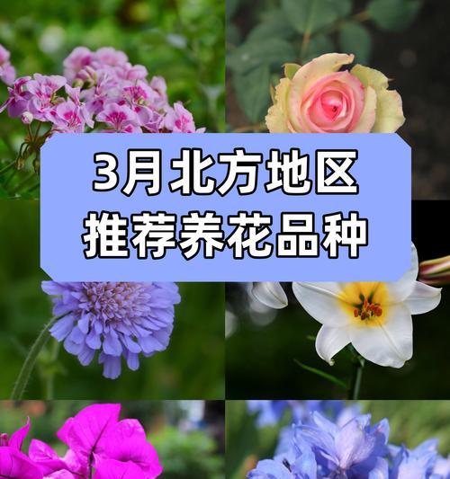 借太阳的花代表什么？花与太阳结合的含义是什么？