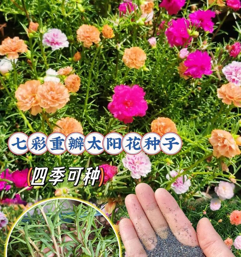 借太阳的花代表什么？花与太阳结合的含义是什么？