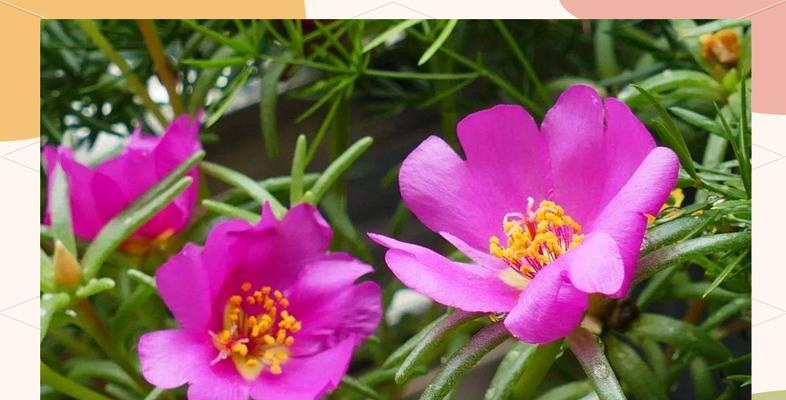 借太阳的花代表什么？花与太阳结合的含义是什么？