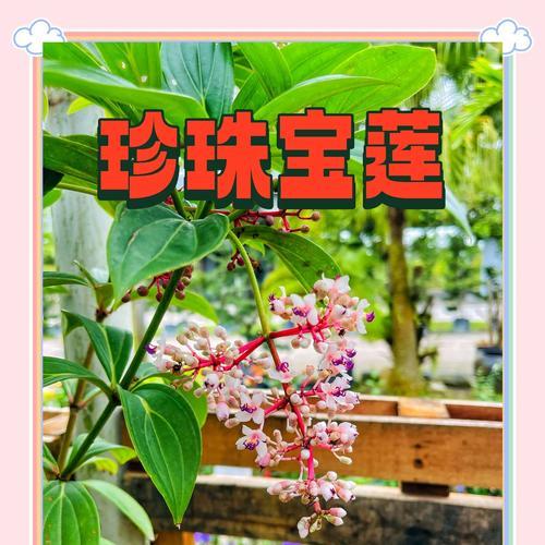 倒吊花是什么意思？倒吊花的花语有哪些？