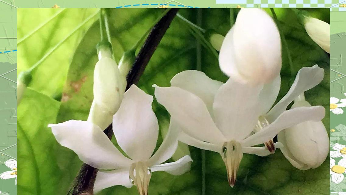 倒吊花是什么意思？倒吊花的花语有哪些？
