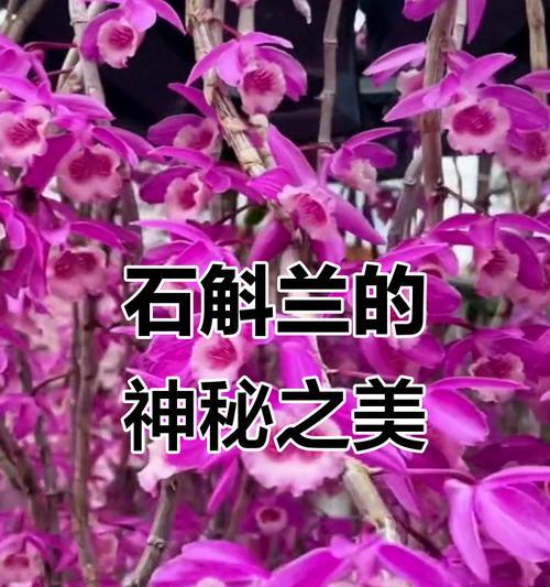 倒吊花是什么意思？倒吊花的花语有哪些？