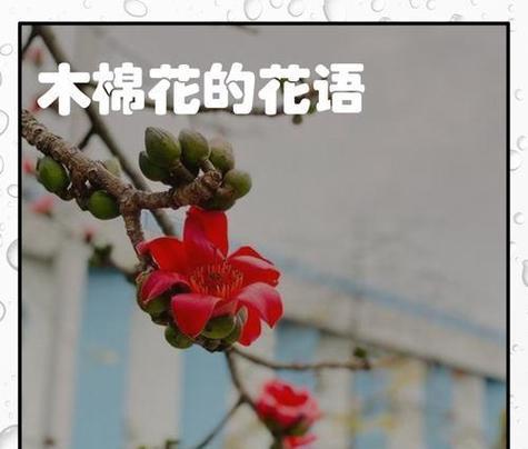 花朵的花语有哪些？如何用花朵传递情感？