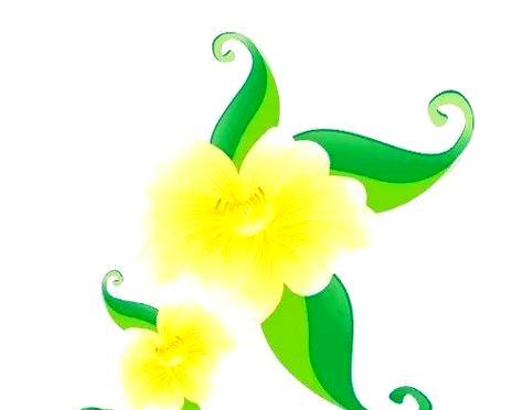 象征友谊寓意的花有哪些？它们代表了哪些意义？
