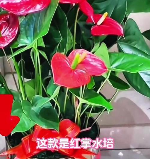 红掌花的花语是什么含义？它们在花卉中代表什么？