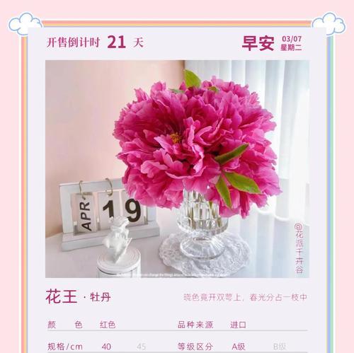 小牡丹花的花语和含义是什么？