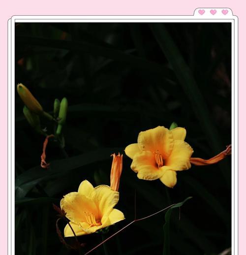 萱草花的花语是什么？萱草花象征着什么？