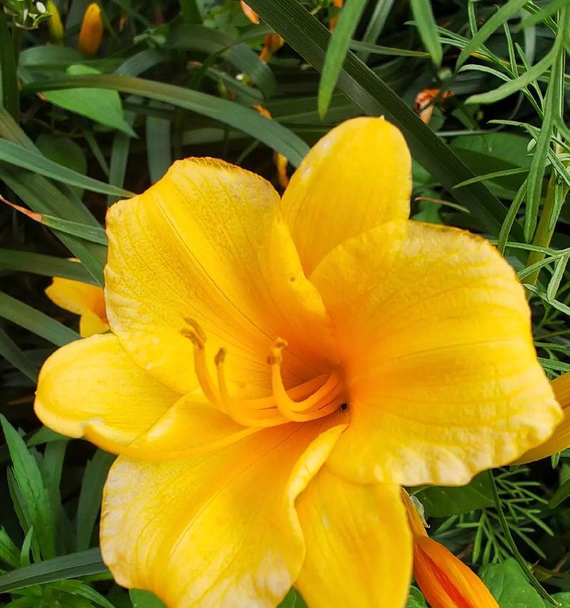 萱草花的花语是什么？萱草花象征着什么？
