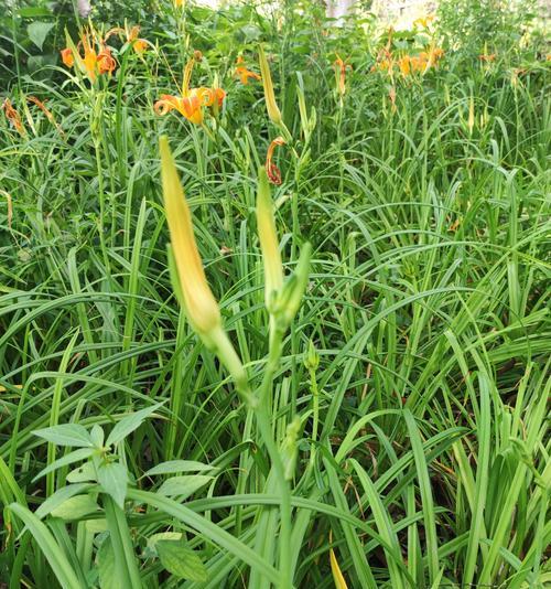 萱草花的花语是什么？萱草花象征着什么？