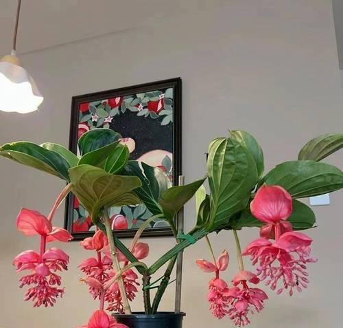 家庭中适合种植哪些寓意吉祥的花卉？咖啡花代表什么？