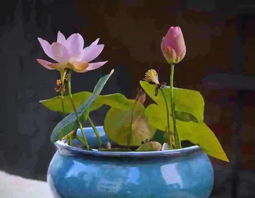 家庭中适合种植哪些寓意吉祥的花卉？咖啡花代表什么？