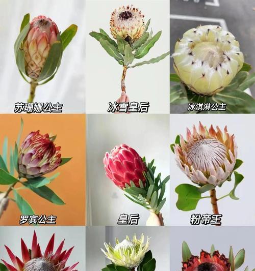 寓意友情的鲜花有哪些？它们的象征意义是什么？