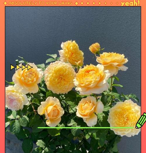 11朵黄玫瑰的花语含义是什么？