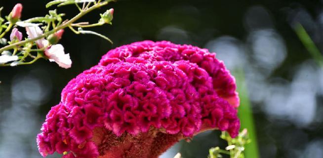 花的象征含义有哪些？常见花卉的象征意义是什么？