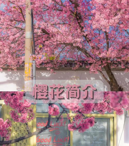 樱花花语是什么？美丽与生命的寓意！