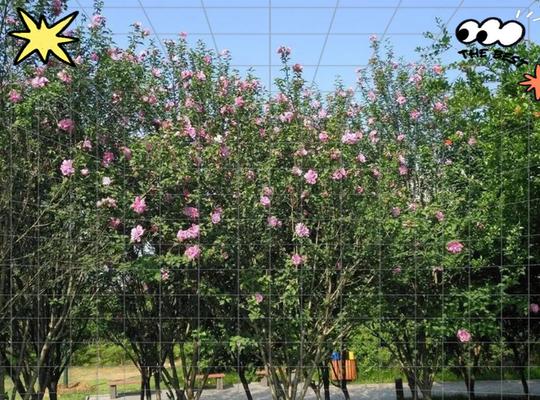 花誉一词的深层含义是什么？花卉在文化中的赞誉象征是什么？