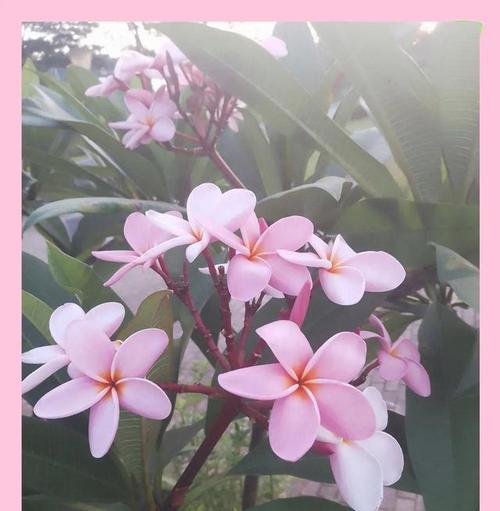 复活的花有哪些寓意？花卉如何代表重生与希望？