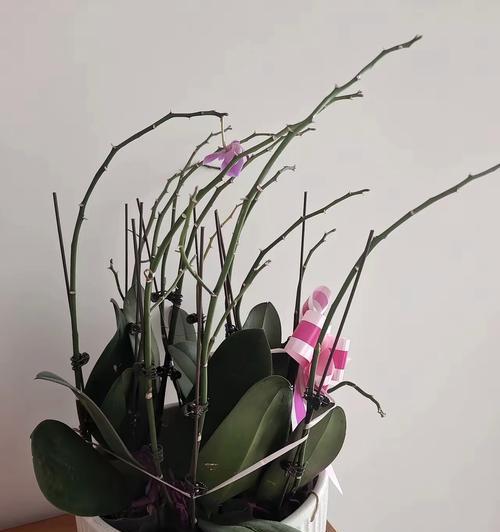 复活的花有哪些寓意？花卉如何代表重生与希望？