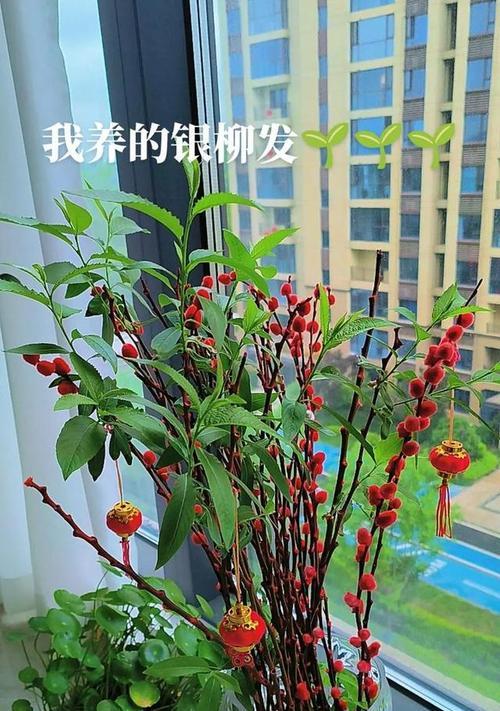 希望吉祥的花有哪些？这些花卉如何传递积极信息？