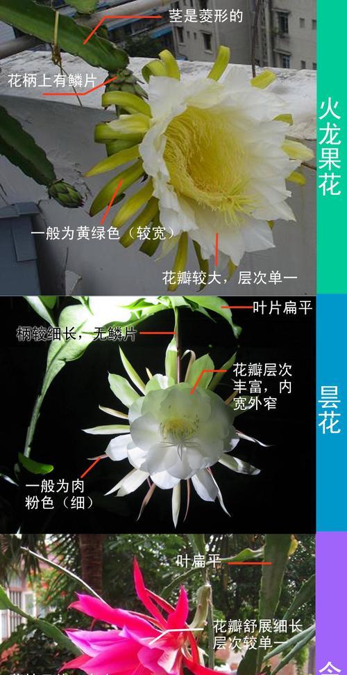 剑花的含义有哪些？剑花的象征意义是什么？