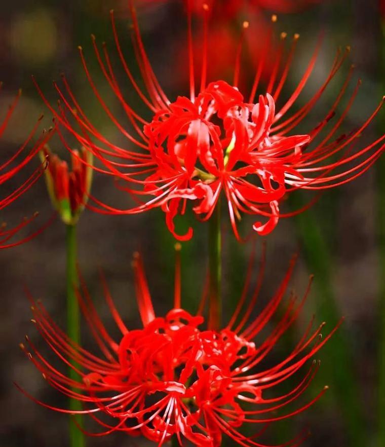 彼岸花象征着什么？花璃在花卉文化中代表什么意义？