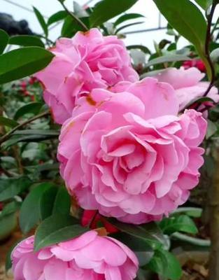 大哥象征的花纹有哪些花？这些花代表了什么？
