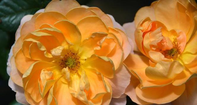 大哥象征的花纹有哪些花？这些花代表了什么？