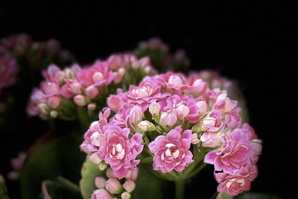 花符号寓意解读：哪些花象征吉祥？