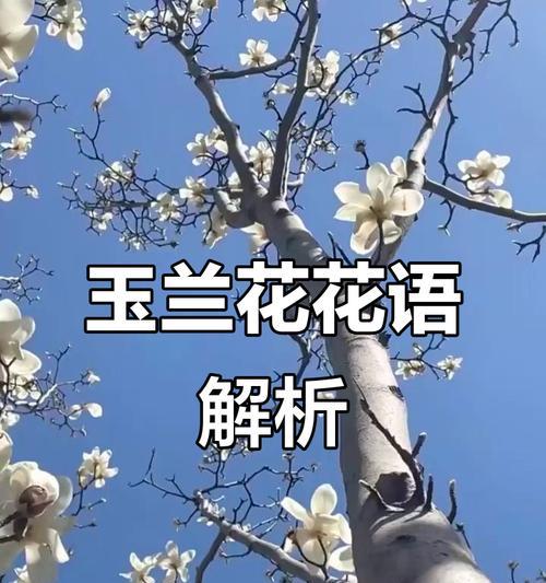 友谊花的花语是什么？它们各自代表什么？