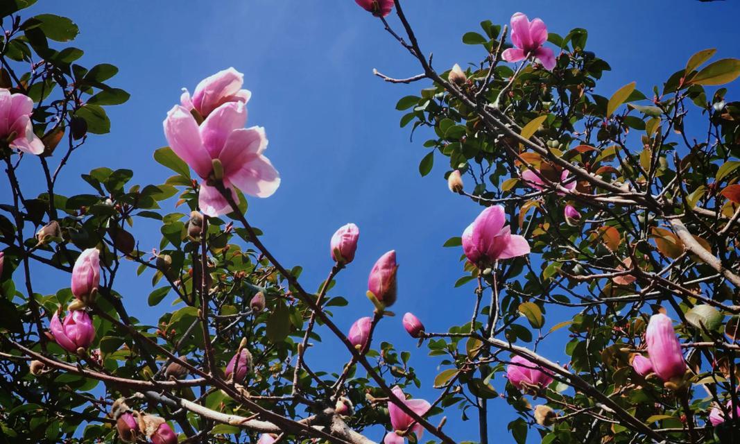 友谊花的花语是什么？它们各自代表什么？