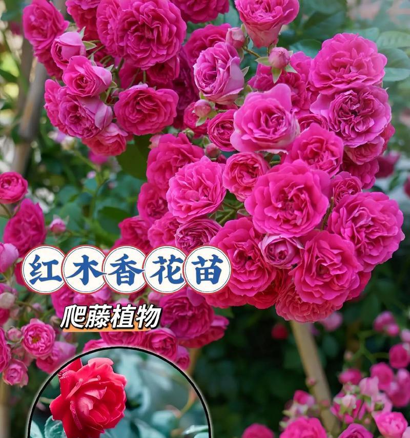友谊花的花语是什么？它们各自代表什么？