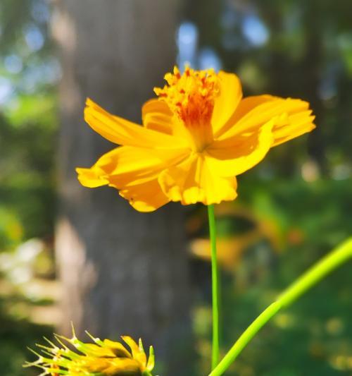 哪种花的象征意义最为深刻？