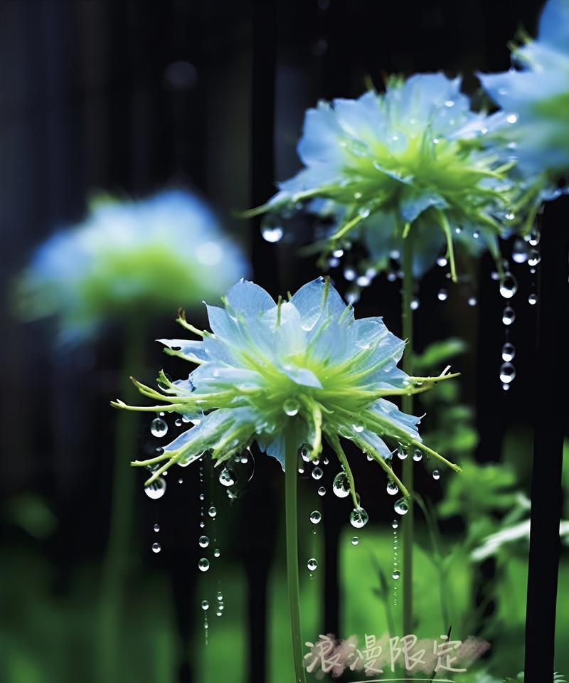 无尽爱意的花语有哪些？